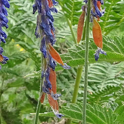 Graue Vogel-Wicke / Vicia cracca subsp. incana