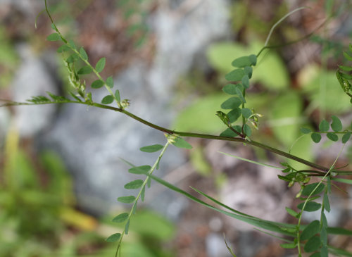 Wald-Wicke / Vicia sylvatica