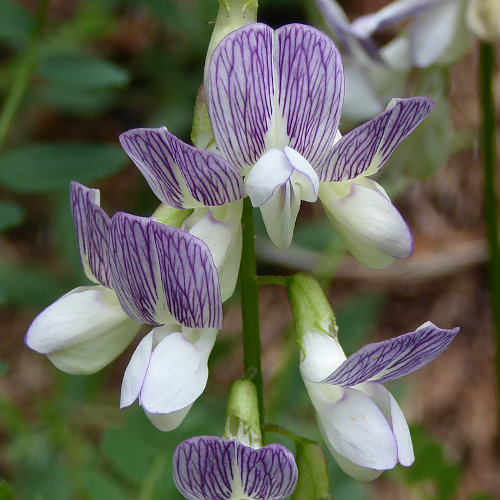 Wald-Wicke / Vicia sylvatica