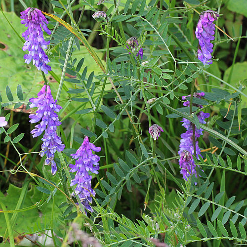 Vogel-Wicke / Vicia cracca