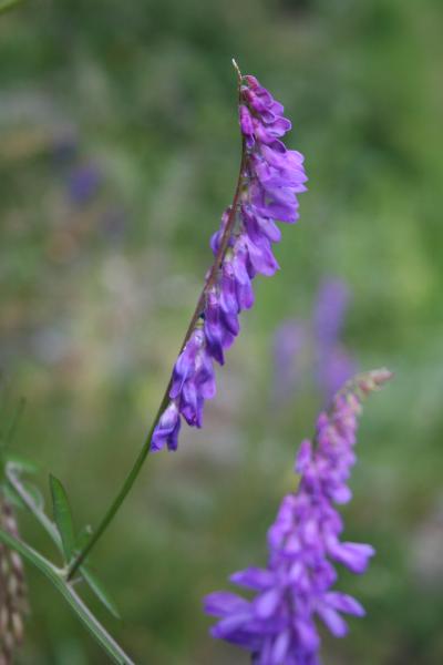 Vogel-Wicke / Vicia cracca