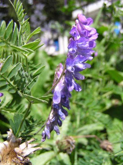 Vogel-Wicke / Vicia cracca