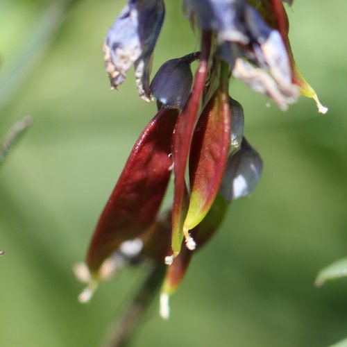 Vogel-Wicke / Vicia cracca