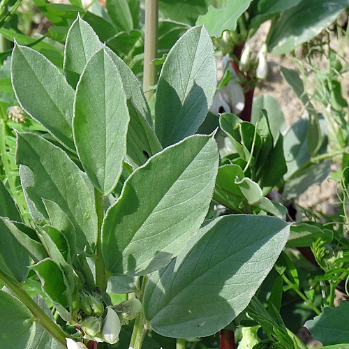 Saubohne / Vicia faba