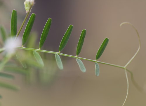 Rauhaarige Wicke / Vicia hirsuta