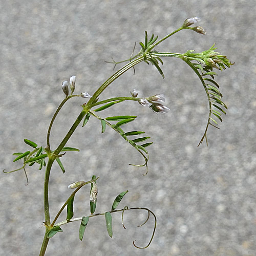 Rauhaarige Wicke / Vicia hirsuta