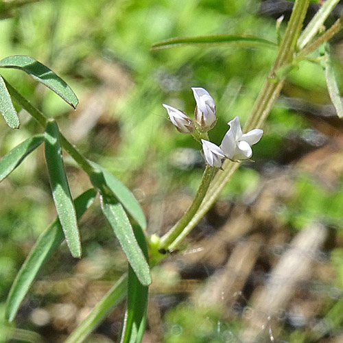 Rauhaarige Wicke / Vicia hirsuta