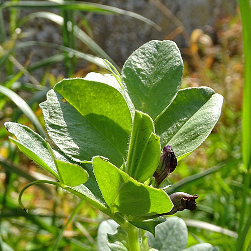 Maus-Wicke / Vicia narbonensis