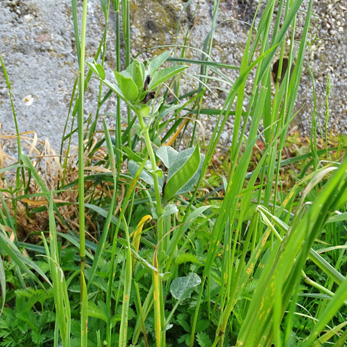 Maus-Wicke / Vicia narbonensis