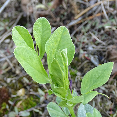 Maus-Wicke / Vicia narbonensis
