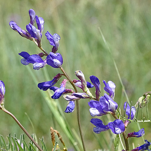 Esparsetten-Wicke / Vicia onobrychioides