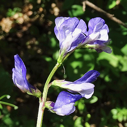 Esparsetten-Wicke / Vicia onobrychioides