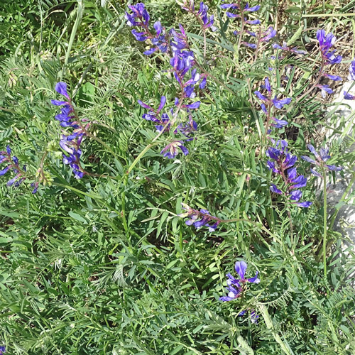 Esparsetten-Wicke / Vicia onobrychioides