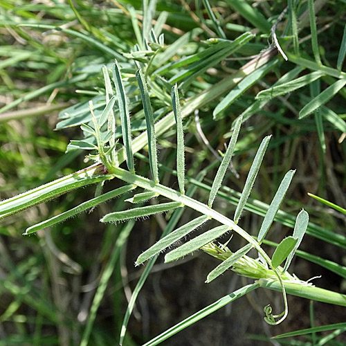 Esparsetten-Wicke / Vicia onobrychioides