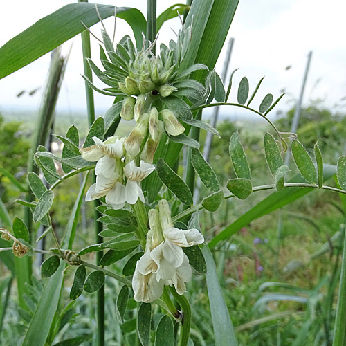 Ungarische Wicke / Vicia pannonica