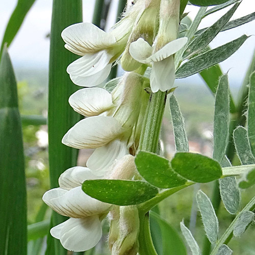 Ungarische Wicke / Vicia pannonica