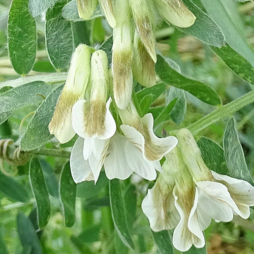 Ungarische Wicke / Vicia pannonica