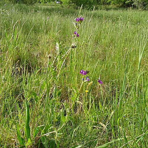 Gewöhnliche Futter-Wicke / Vicia sativa