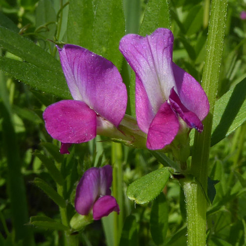 Gewöhnliche Futter-Wicke / Vicia sativa