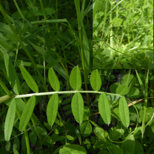 Gewöhnliche Futter-Wicke / Vicia sativa