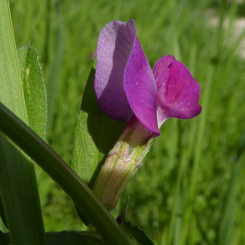 Gewöhnliche Futter-Wicke / Vicia sativa