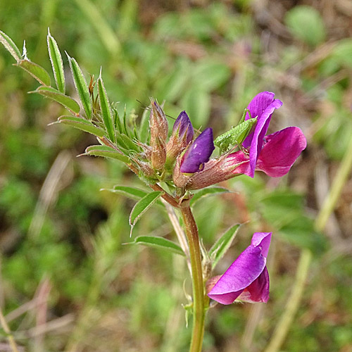 Schmalblättrige Futter-Wicke / Vicia sativa ssp. nigra