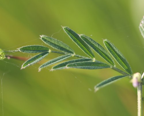 Schmalblättrige Futter-Wicke / Vicia sativa ssp. nigra