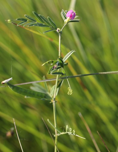 Schmalblättrige Futter-Wicke / Vicia sativa ssp. nigra