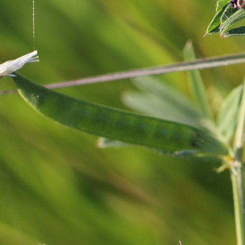 Schmalblättrige Futter-Wicke / Vicia sativa ssp. nigra