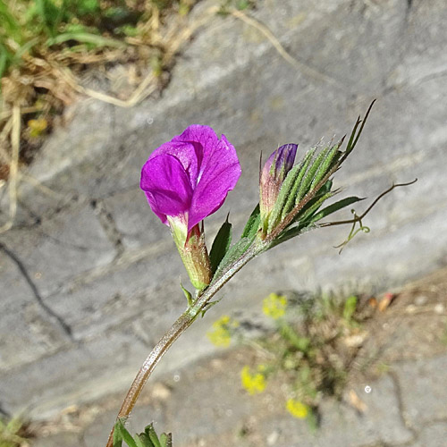 Schmalblättrige Futter-Wicke / Vicia sativa ssp. nigra