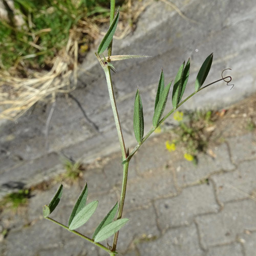 Schmalblättrige Futter-Wicke / Vicia sativa ssp. nigra