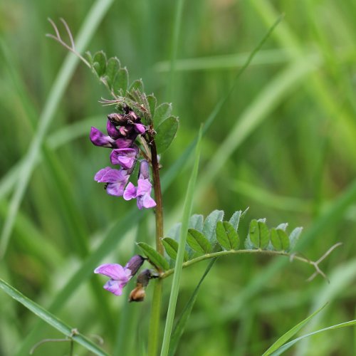 Zaun-Wicke / Vicia sepium