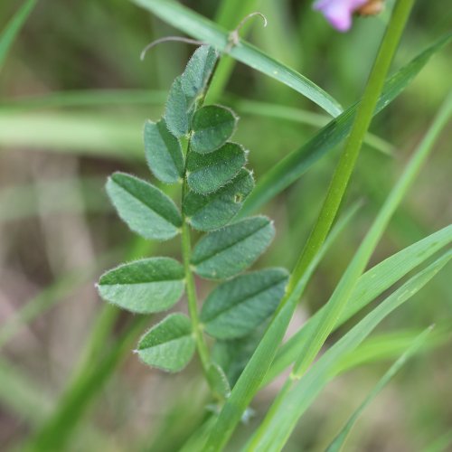 Zaun-Wicke / Vicia sepium