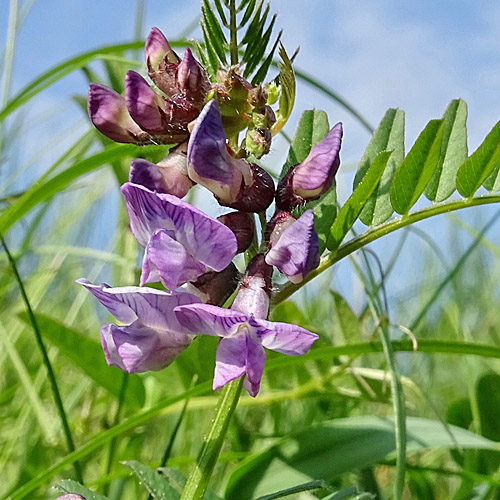 Zaun-Wicke / Vicia sepium