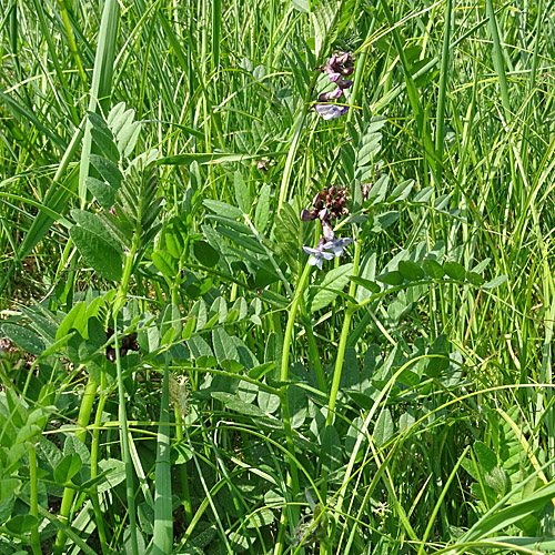 Zaun-Wicke / Vicia sepium