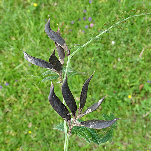 Zaun-Wicke / Vicia sepium