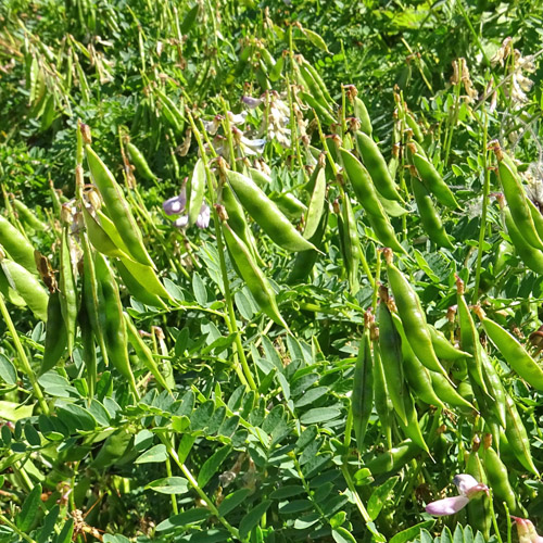 Wald-Wicke / Vicia sylvatica