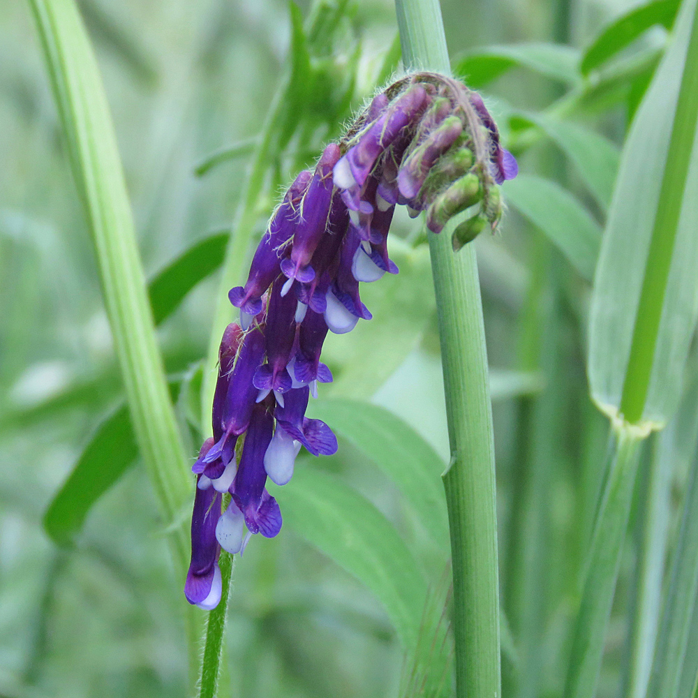 Gewöhnliche Zottige Wicke / Vicia villosa subsp.villosa