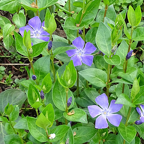 Grosses Immergrün / Vinca major