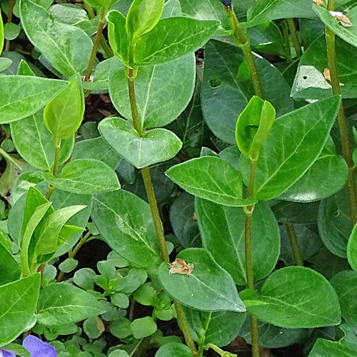 Grosses Immergrün / Vinca major