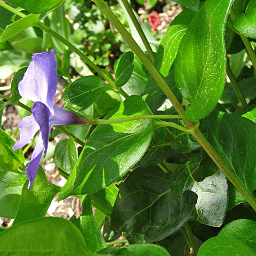 Grosses Immergrün / Vinca major