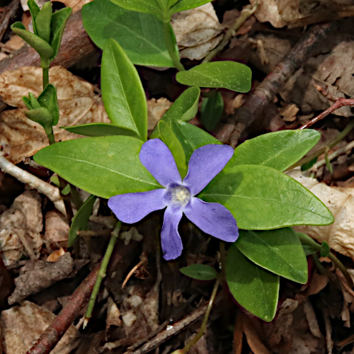 Kleines Immergrün / Vinca minor