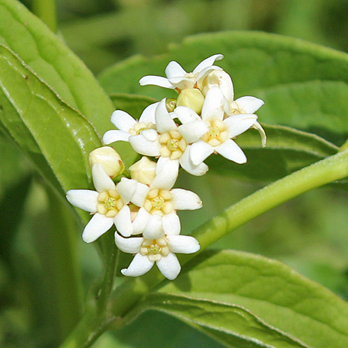 Schwalbenwurz / Vincetoxicum hirundinaria