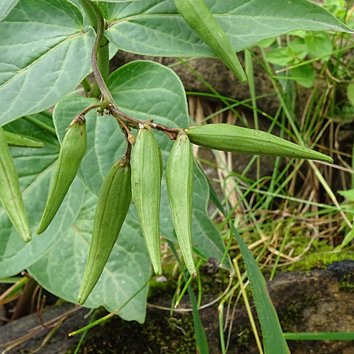 Schwalbenwurz / Vincetoxicum hirundinaria