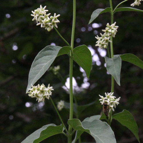 Schwalbenwurz / Vincetoxicum hirundinaria