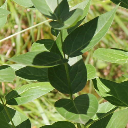 Schwalbenwurz / Vincetoxicum hirundinaria