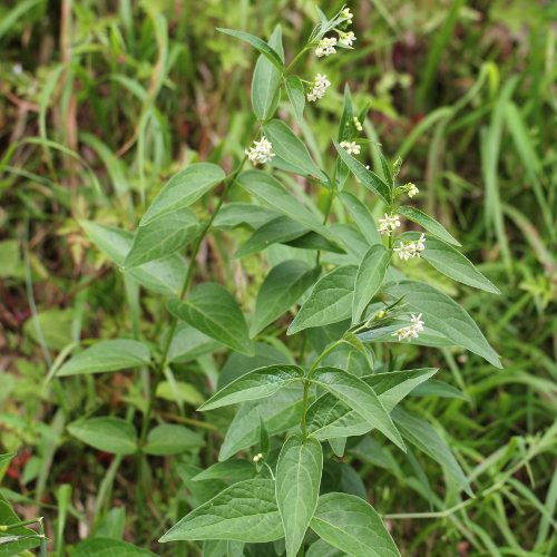 Schwalbenwurz / Vincetoxicum hirundinaria