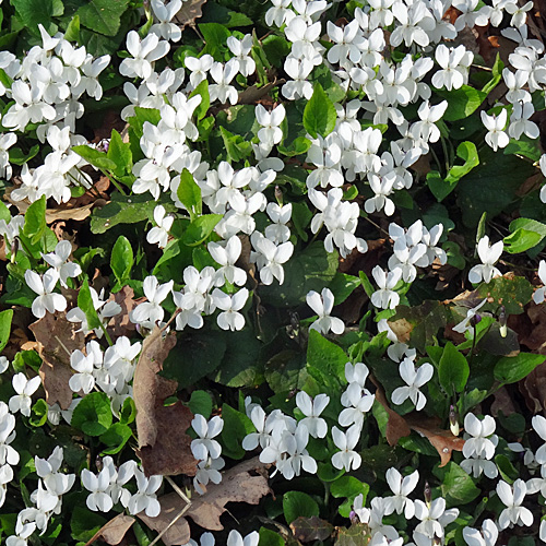 Gewöhnliches Weisses Veilchen / Viola alba