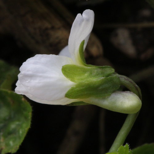 Gewöhnliches Weisses Veilchen / Viola alba