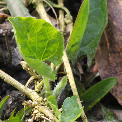 Gewöhnliches Weisses Veilchen / Viola alba